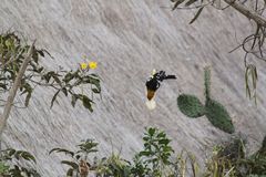 Pheucticus chrysogaster