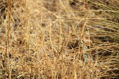 Dactylis glomerata hispanica