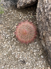Ferocactus cylindraceus