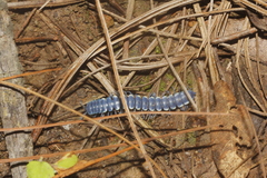 Chromodesmus potosianus