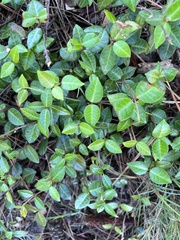 Trachelospermum