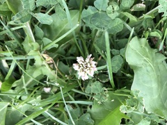 Trifolium repens
