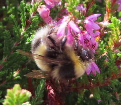 Bombus lucorum