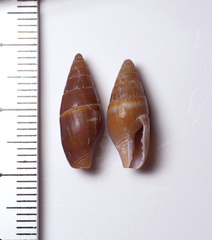 Mitrella impolita