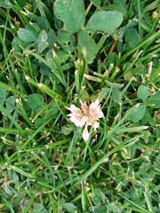 Trifolium repens