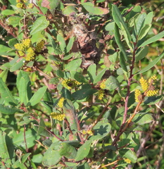 Myrica gale