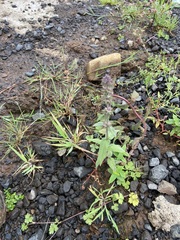 Stachys palustris