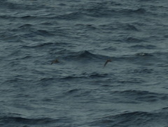 Puffinus lherminieri