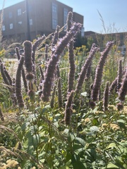 Agastache foeniculum