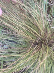 Eleocharis obtusa