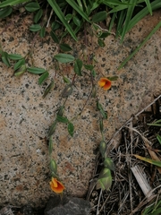 Zornia thymifolia
