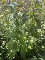 Agastache foeniculum