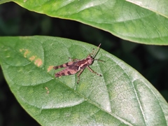 Trilophidia annulata