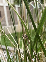 Salticidae