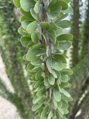 Fouquieria splendens splendens