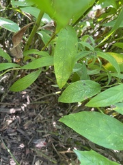 Agastache foeniculum