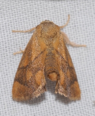 Apoda limacodes