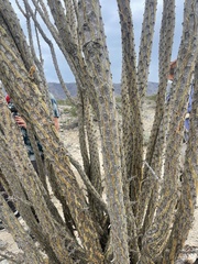 Fouquieria splendens