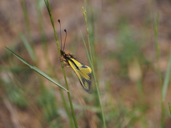 Libelloides coccajus