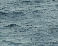 Puffinus lherminieri