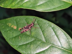 Trilophidia annulata