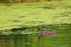 Tachybaptus ruficollis