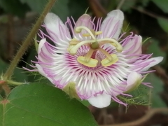 Passiflora ciliata