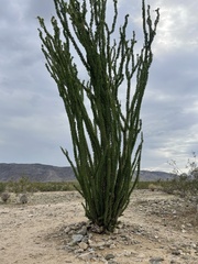 Fouquieria splendens splendens