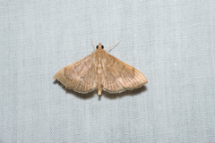 Herpetogramma licarsisalis