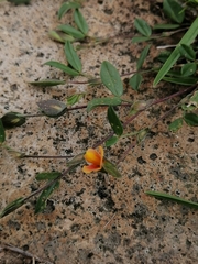 Zornia thymifolia