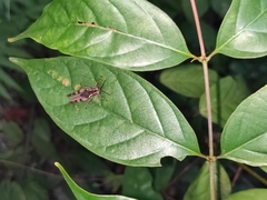 Trilophidia annulata