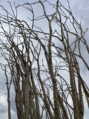 Fouquieria splendens splendens