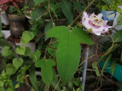 Passiflora ciliata