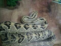 Crotalus mictlantecuhtli