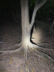Pteroceltis tatarinowii