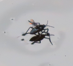 Plesiovelia