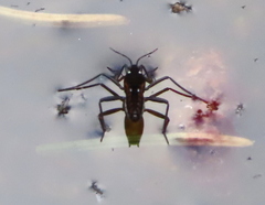 Plesiovelia
