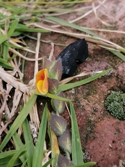 Zornia thymifolia