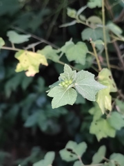 Urena procumbens