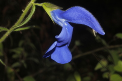 Salvia patens