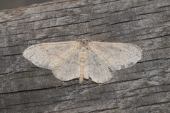 Idaea aversata