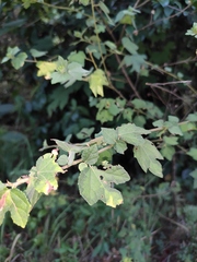 Urena procumbens