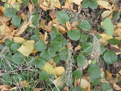 Pyrola asarifolia incarnata