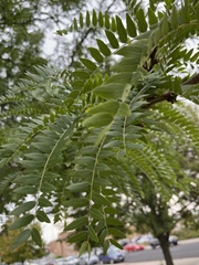 Gleditsia