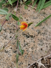 Zornia thymifolia
