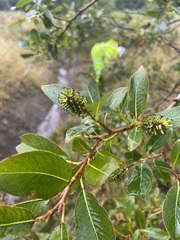 Salix phylicifolia