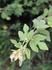 Urena procumbens