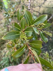 Salix phylicifolia