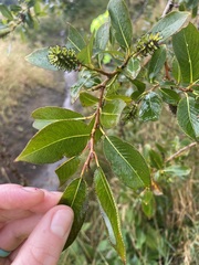 Salix phylicifolia