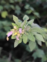 Urena procumbens
